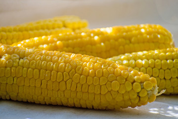 Fresh yellow corn. Row of delicious boiled fresh corn cobs for a healthy snack.