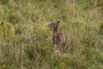 Rothirsch-Kuh im Grasland (Cervus elaphus)