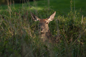 Rothirsch-kuh im Gras (Cervus elaphus)
