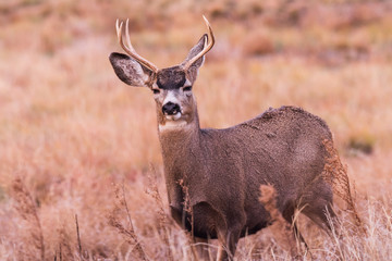 Mule Deer Buck On The Move. Wild Deer on the High Plains of Colorado