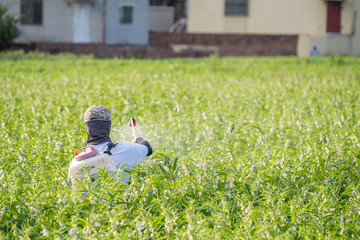 A young man farmer master is spraying pesticides (farm chemicals) on his own sesame field to prevent pests and plant diseases in the morning, close up, Xigang, Tainan, Taiwan