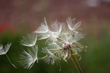 dandelion seeds on natural background