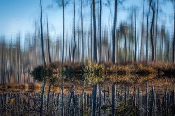 Close-up of the boggy lake in the wood. Reflection of trees. Abstract nature background through the looking glass. Sunny autumn day. Swampland, Latvia.