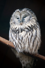 Portrait of an Ural Owl. The Owl sits on a  limb