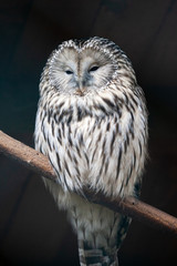 Portrait of an Ural Owl. The Owl sits on a  limb