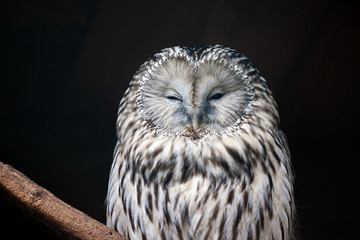 Portrait of an Ural Owl. The Owl sits on a  limb
