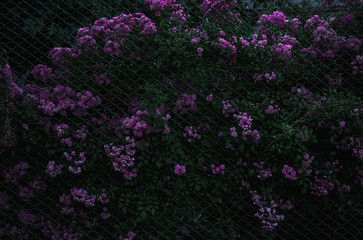 flowers in the garden