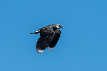 Lapwing Flying