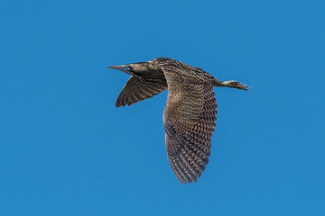 Bittern Flying