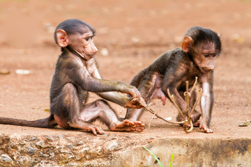 Baby Baboons playing  on the edge of the Ngorongoro Crater in Tanzania