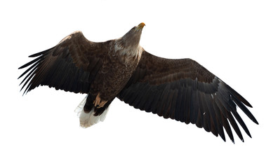 Adult White-tailed eagle in flight. Isolated on White background. Scientific name: Haliaeetus albicilla, also known as the ern, erne, gray eagle, Eurasian sea eagle and white-tailed sea-eagle.