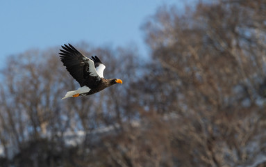 Adult Steller's sea eagle in flight. Snowy Mountain background. Scientific name: Haliaeetus pelagicus. Natural Habitat. Winter Season.