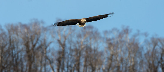 Adult White-tailed eagle in flight. Blue sky background. Scientific name: Haliaeetus albicilla, also known as the ern, erne, gray eagle, Eurasian sea eagle and white-tailed sea-eagle.