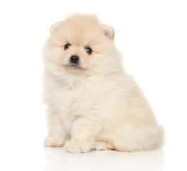 Tiny Spitz puppy on white background