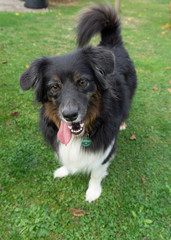 Australian Shepherd schaut in Kamera