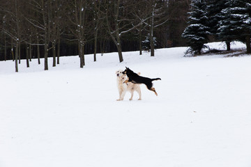 beautiful pets - big golden retriever having fun on a winter walk in a snow-covered park