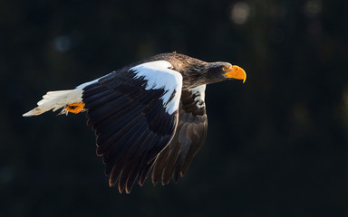 Adult Steller's sea eagle in flight.  Scientific name: Haliaeetus pelagicus.