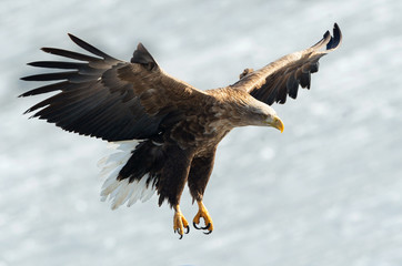 Adult White-tailed eagle landed. Ice natural background. Scientific name: Haliaeetus albicilla, also known as the ern, erne, gray eagle, Eurasian sea eagle and white-tailed sea-eagle.