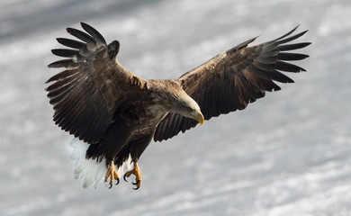 Adult White-tailed eagle landed. Ice natural background. Scientific name: Haliaeetus albicilla, also known as the ern, erne, gray eagle, Eurasian sea eagle and white-tailed sea-eagle.