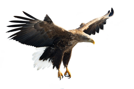Adult White-tailed eagle in flight. Isolated on White background. Scientific name: Haliaeetus albicilla, also known as the ern, erne, gray eagle, Eurasian sea eagle and white-tailed sea-eagle.