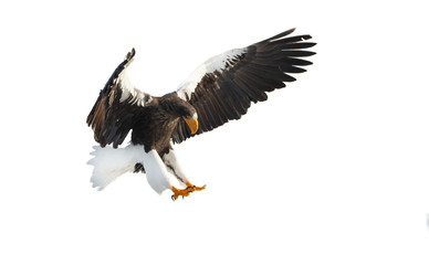 Steller's sea eagle in flight. Adult Steller's sea eagle . Scientific name: Haliaeetus pelagicus. Isolated on white background.