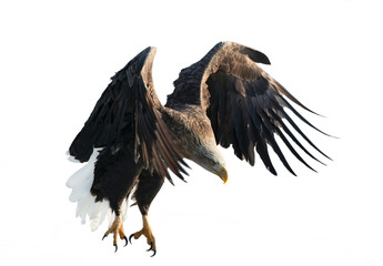 Adult White-tailed eagle in flight. Isolated on White background. Scientific name: Haliaeetus albicilla, also known as the ern, erne, gray eagle, Eurasian sea eagle and white-tailed sea-eagle.