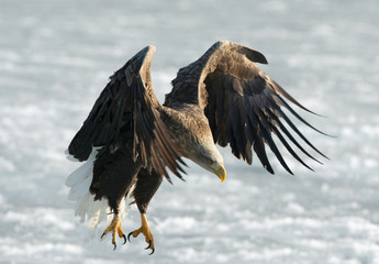Adult White-tailed eagle landed. Ice natural background. Scientific name: Haliaeetus albicilla, also known as the ern, erne, gray eagle, Eurasian sea eagle and white-tailed sea-eagle.