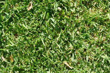Green Grass Texture