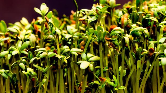 A pot of peppercress growing in time lapse while the camera slowly moves left to right.