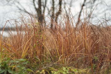 Fototapeta premium yellowed grass on the lake