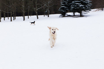 beautiful pets - big golden retriever having fun on a winter walk in a snow-covered park