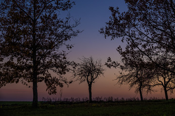 Fototapeta na wymiar trees at sunset 
