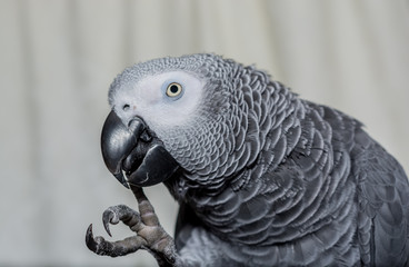 African Grey Parrot