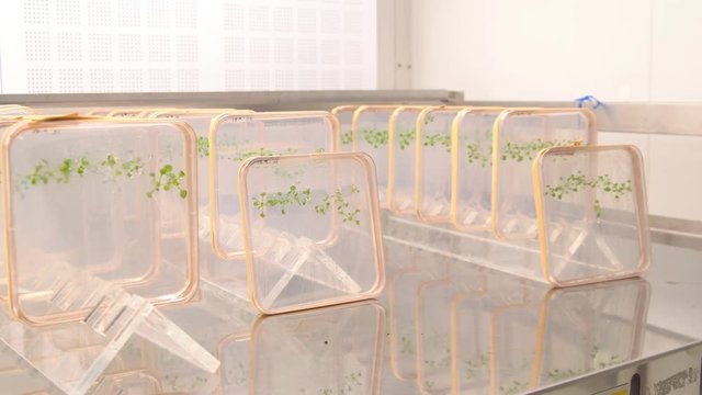 Thale cress and mouse-ear cress, Arabidopsis thaliana is an important model organism plant genetics and molecular biology science, phytotron cultivation growth, plastic nutrient box, growth chamber