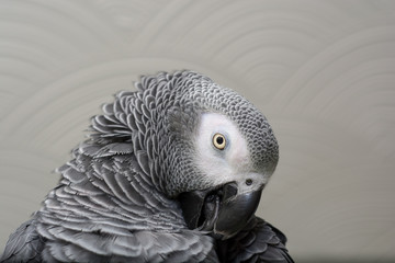 African Grey Parrot