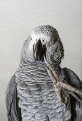 African Grey Parrot