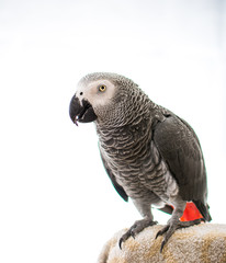 African Grey Parrot
