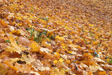 yellow and orange autumn leaves in the park