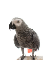 Fototapeta premium African Grey Parrot