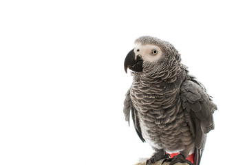 African Grey Parrot