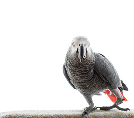 African Grey Parrot