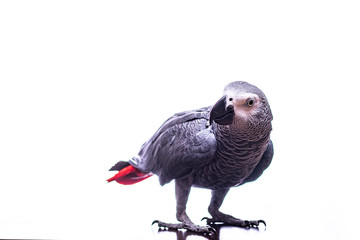 The grey parrot or African grey parrot (Psittacus erithacus) is an Old World parrot in the family Psittacidae.