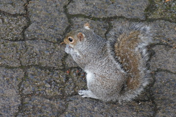 Eichhörnchen auf Betonpflaster im Company's Garden in Kapstadt in Südafrika 