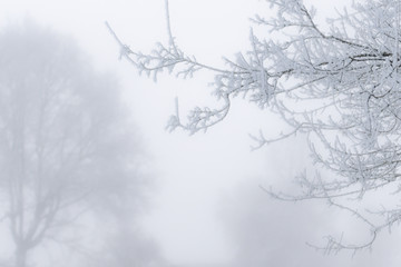 Äste im Winternebel mit Raureif