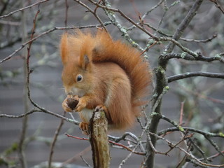 Eichh&ouml;rnchen
