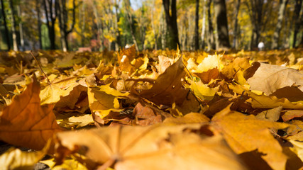 Close up view on the ground covered with fallen golden maple leaves