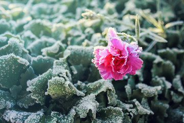 A single pink flower of garden carnation with frost on petals and green leaves, Flowers faded in the cold, Frozen plants covered with icy crystals on meadow at sunrise, Freezing nature, Fading beauty