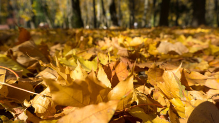 Close up view on the ground covered with fallen golden maple leaves