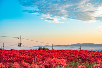 lots of cluster amaryllis and sea of clouds