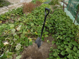 The Shovel to dig sweet potatoes